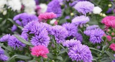 Jak správně zasadit astry na podzim před zimou a je to možné